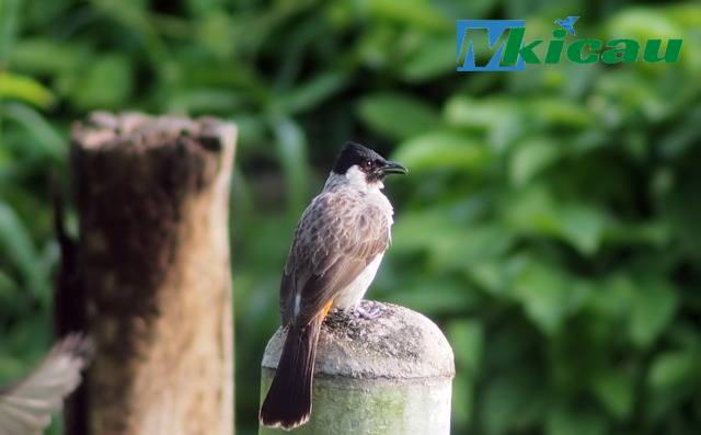 Download Masteran Suara Burung Kutilang Garuda Gacor Full Isian MP3 -  Pycnonotus Aurigaster
