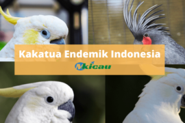 Kakatua Endemik Indonesia-min
