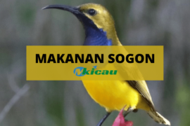 MAKANAN SOGON-min